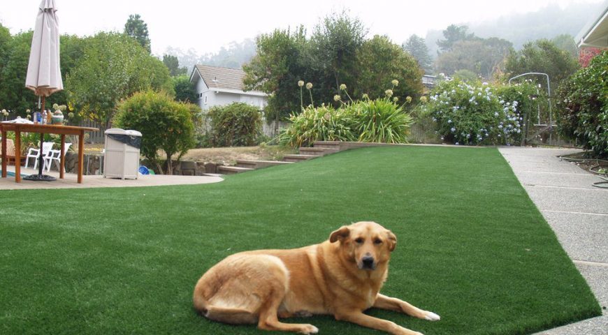 A Comfortable Synthetic Grass Playground For Your Beloved Dog