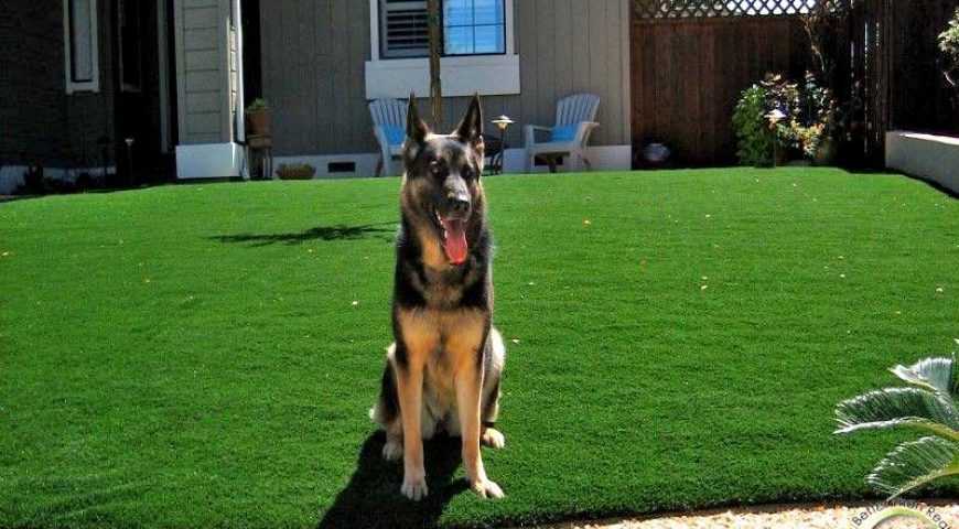 Front And Back Yard Artificial Grass Installation