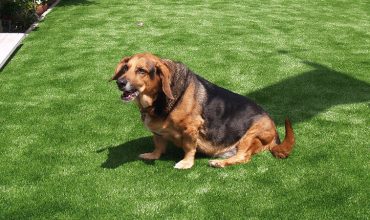 Artificial Grass Dog Run Installation