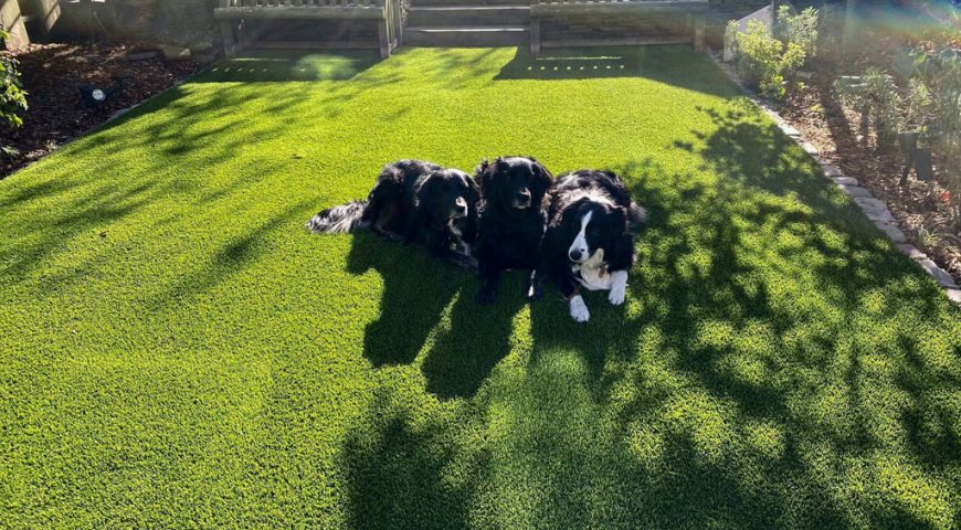 Artificial Grass for Pets: Your FAQs Answered