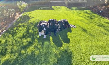 How Do You Maintain Artificial Grass When You Have Pets?