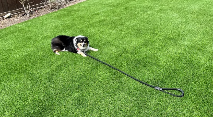 Child and Pet-Friendly Backyards: Why Artificial Grass is the Perfect Choice?