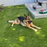 Creating Pet-Friendly Landscapes: The Advantages of Artificial Grass for Pet Owners