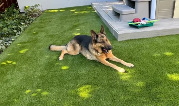 Creating Pet-Friendly Landscapes: The Advantages of Artificial Grass for Pet Owners