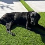 Creating Pet-Friendly Spaces: Tips for Choosing Synthetic Grass for Dog Runs