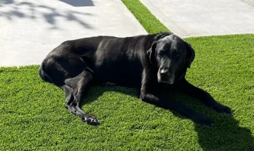 Creating Pet-Friendly Spaces: Tips for Choosing Synthetic Grass for Dog Runs